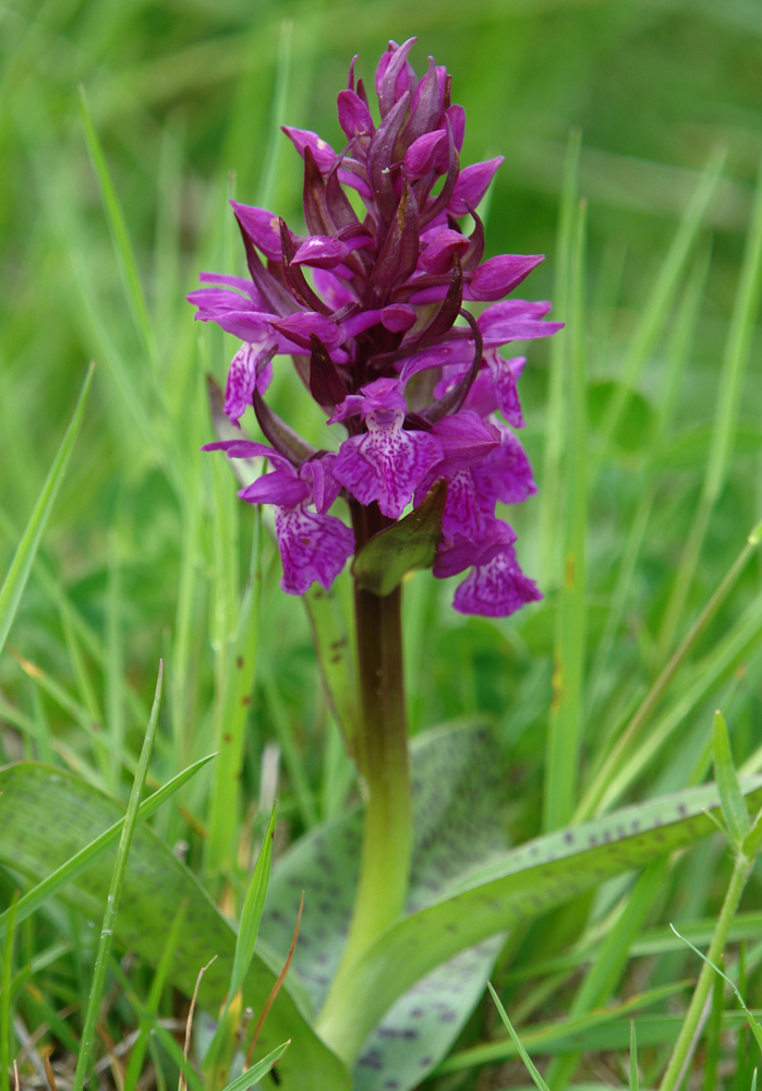 Dactylorhiza majalis7